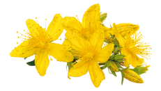 St John Wort Oil